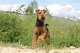 AIREDALE TERRIER 147